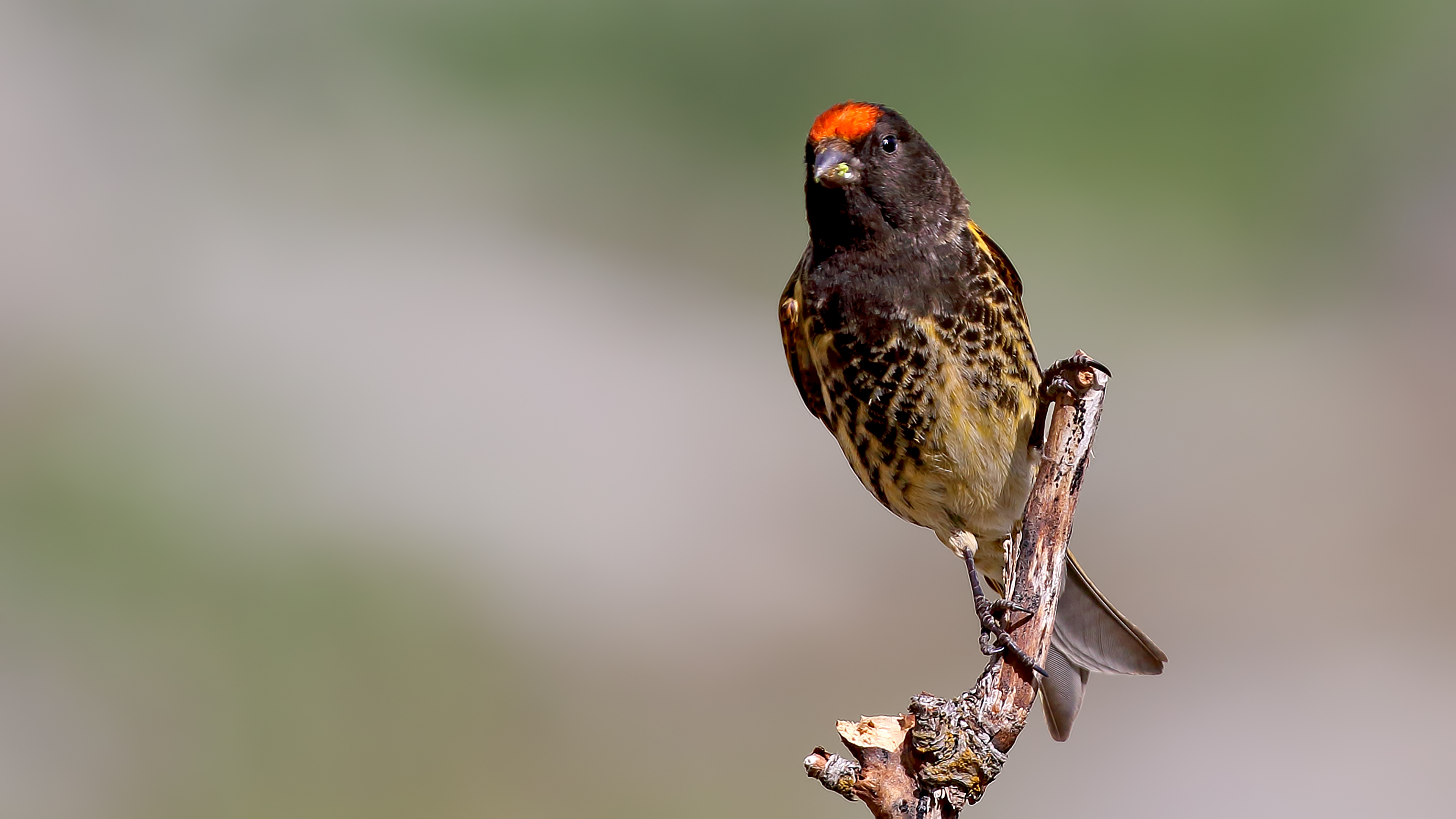 Fire-fronted Serin — Ana fotoğraf